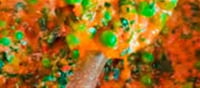 Methi Matar Malai: Make Dhaba-Style Methi Matar Malai at Home Easily